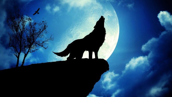 ночной волк