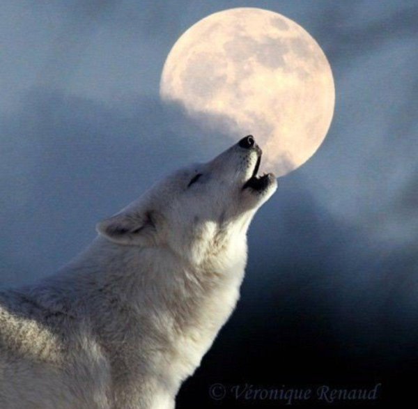 moon wolf