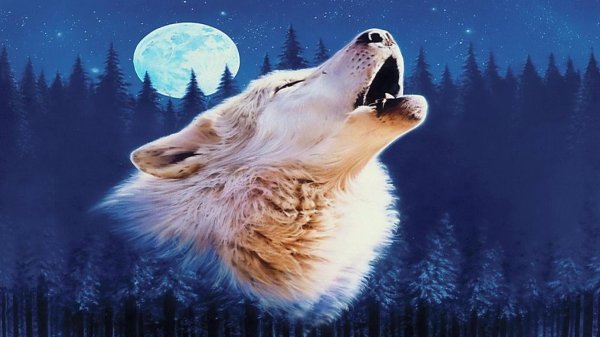 волки красивые