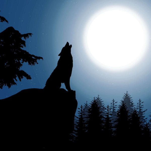 воющий волк