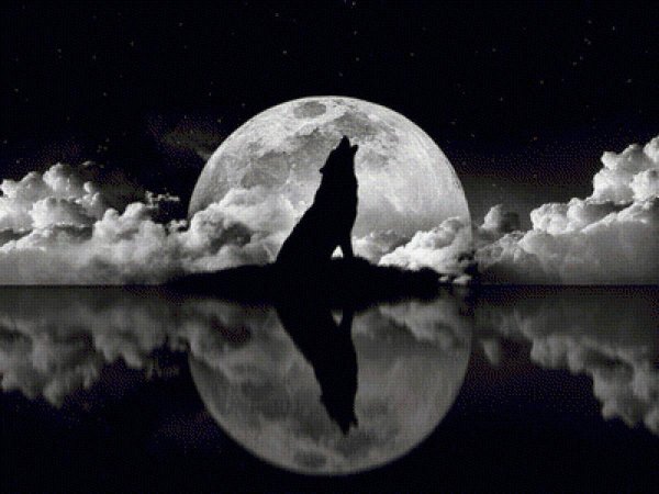 воющий волк