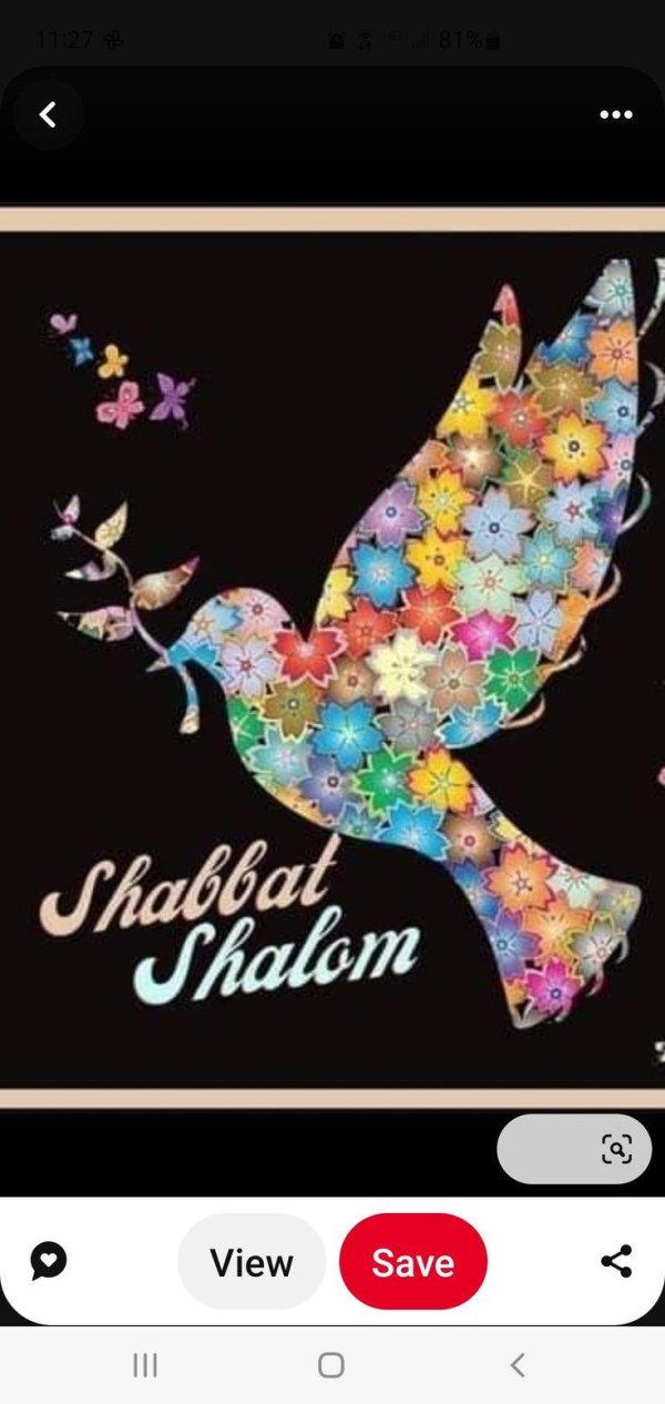 голуби мира