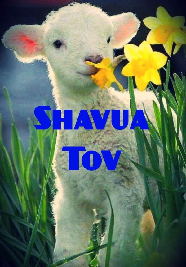 барашек милый