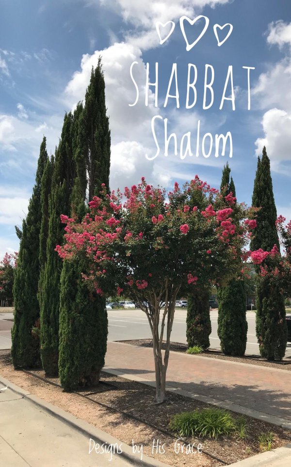 индийская сирень лагерстремия