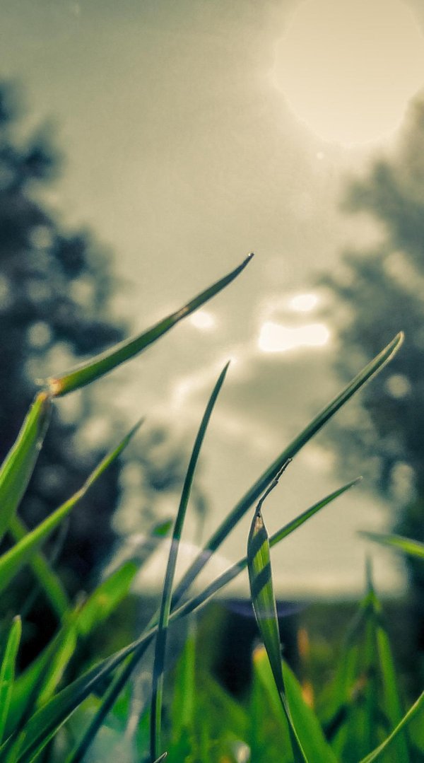 зеленая трава