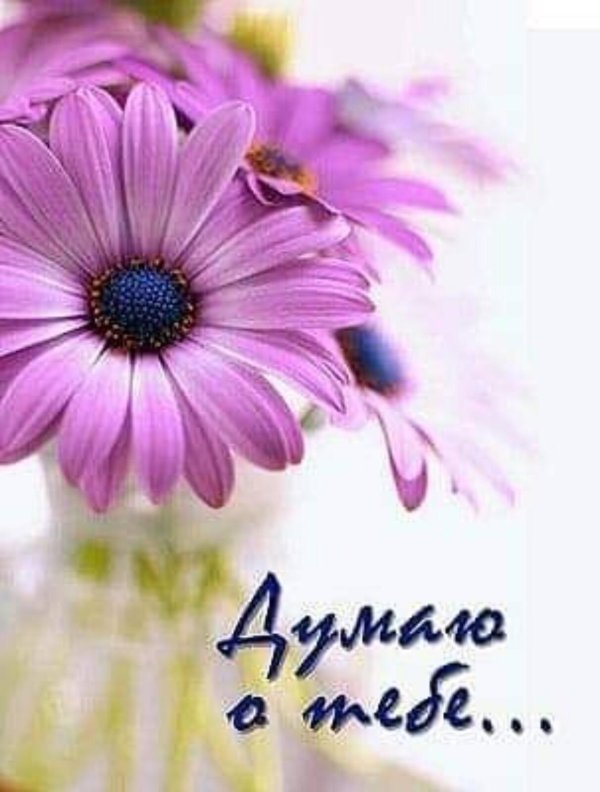 сиреневая ромашка