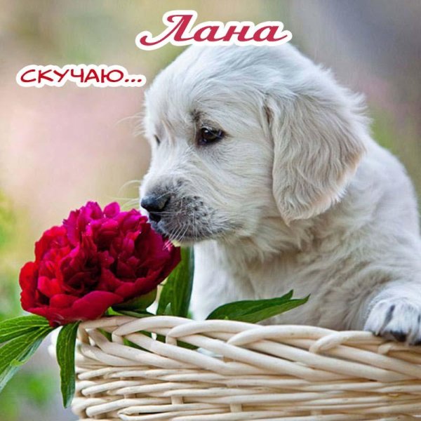 ретривер лабрадор