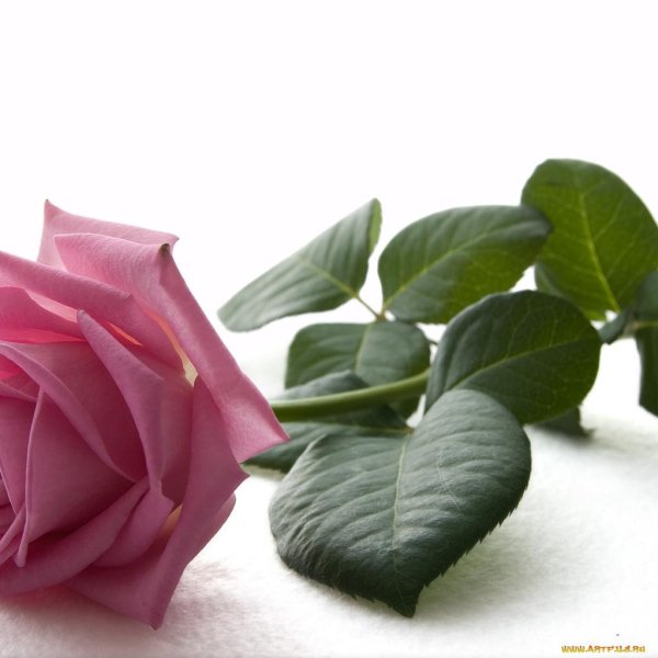 роза розовая