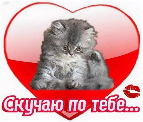любимому котику
