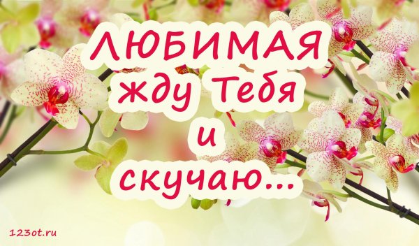 цветок орхидеи