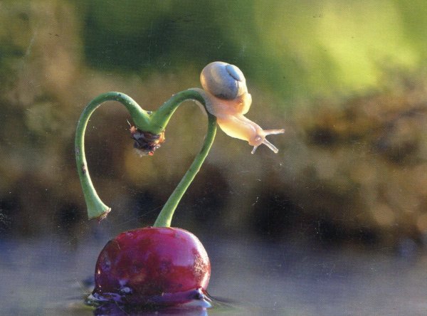 чудеса природы растения