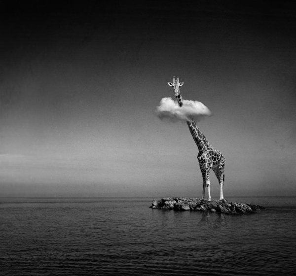 животное жираф