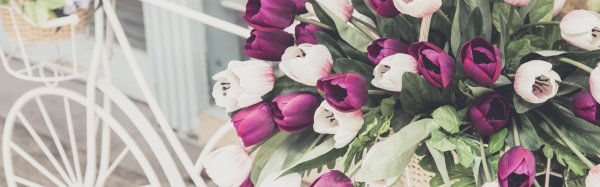 фиолетовые тюльпаны