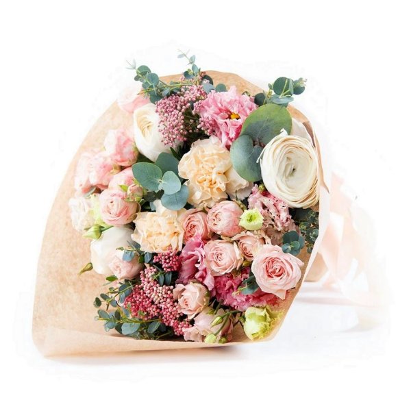 озотамнус ранункулюс