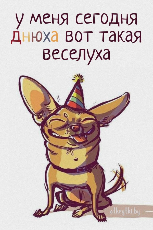 собака чихуахуа