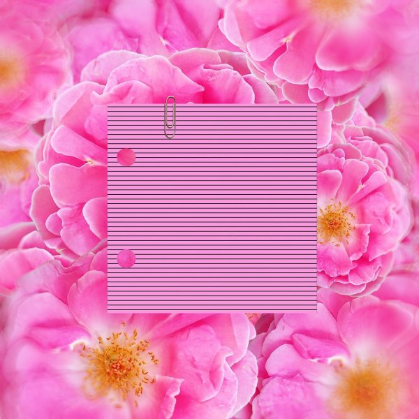 розовые цветочки