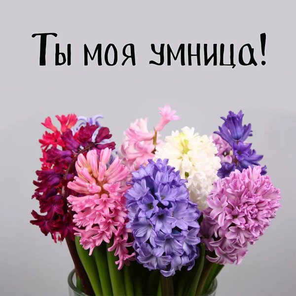 гиацинт цветок