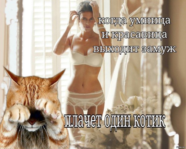 рыжие котики