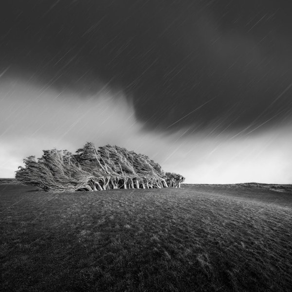 дерево на ветру