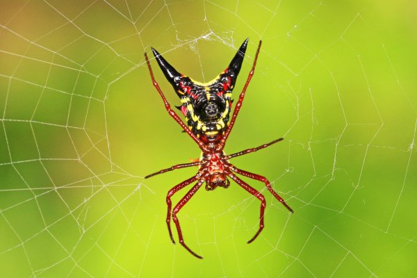 micrathena sagittata