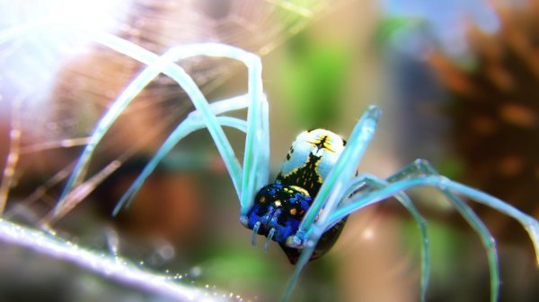 макросъемка пауков