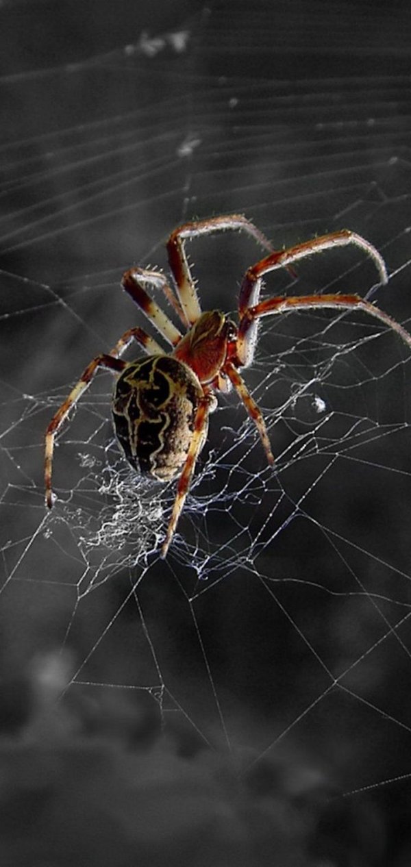 крестовики пауки