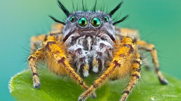 phidippus mystaceus
