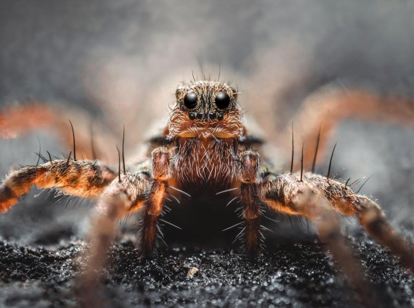 пауки красивые