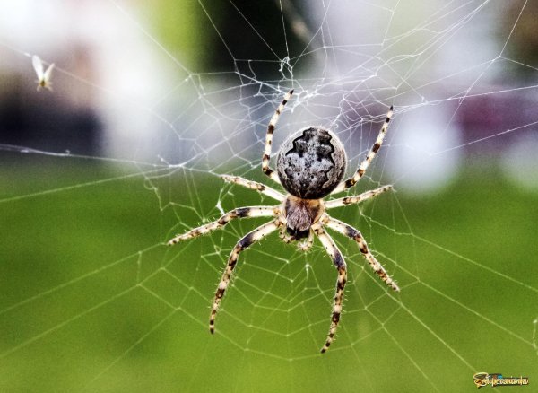 паука крестовика