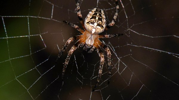 паука крестовика