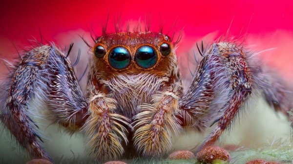 милые паучки