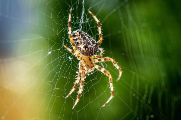 araneus diadematus