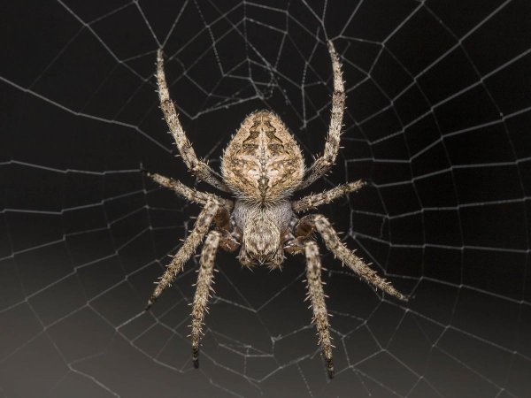 araneus diadematus крестовик