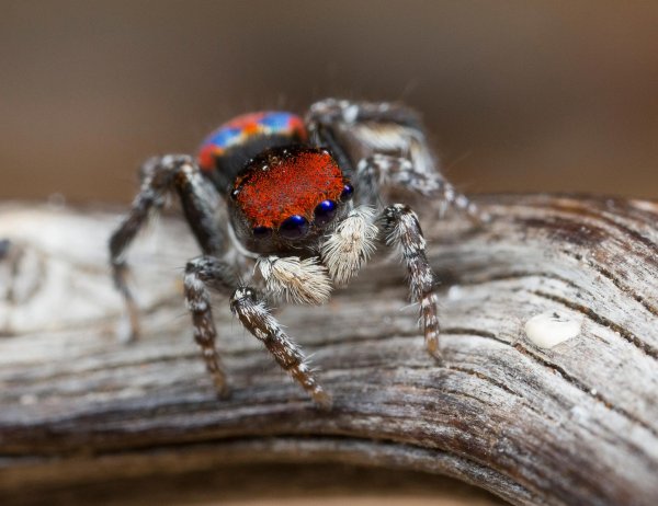 паукпавлин maratus