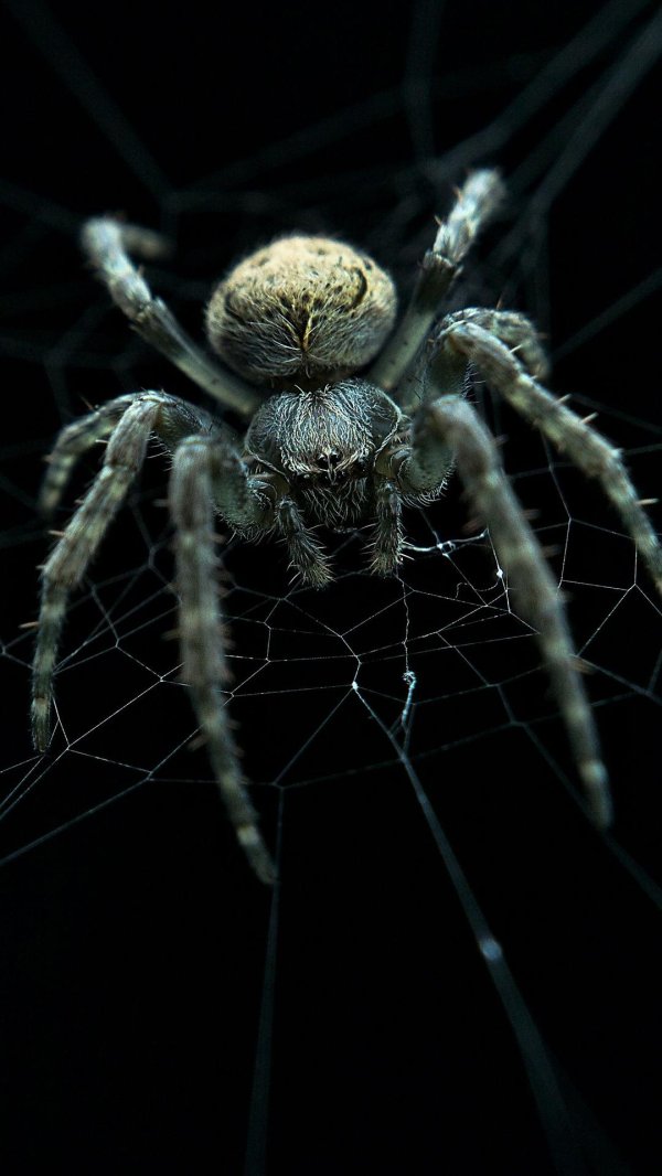 паука крестовика