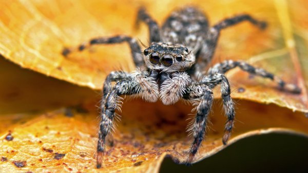 макросъемка пауков