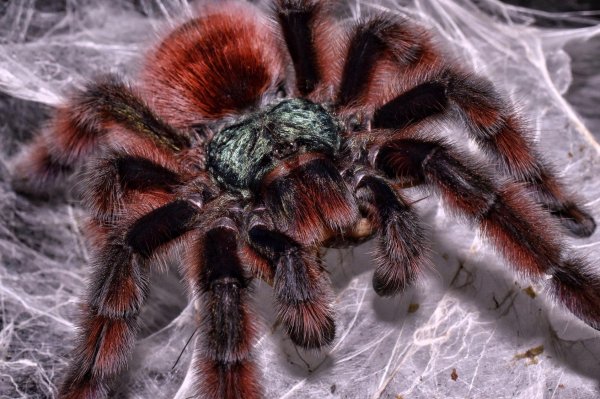 паукиптицееды паукиптицееды