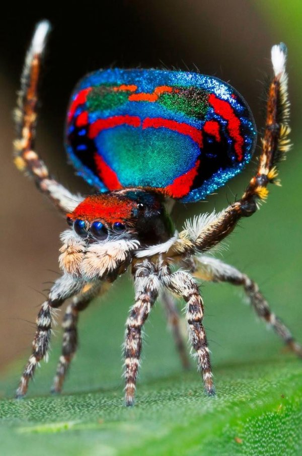 паукпавлин maratus