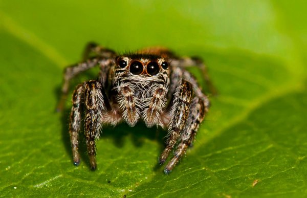 пауки скакунчики
