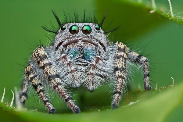 phidippus audax паукскакун