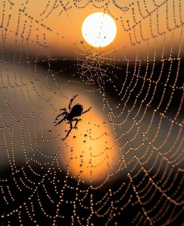 паучок на паутинке