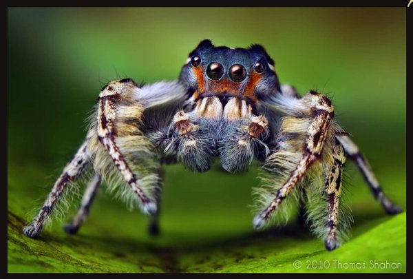 паукскакун bagheera kiplingi