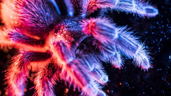 чилийский розовый птицеед