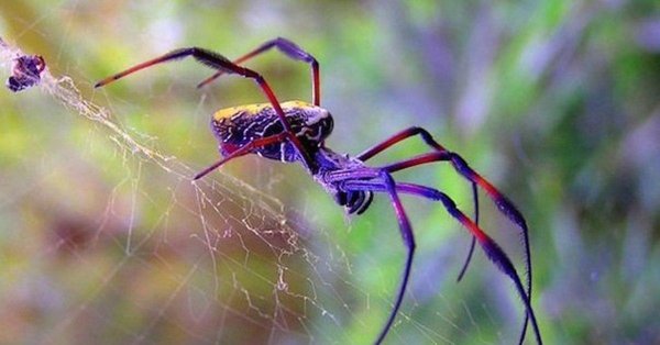 разноцветные пауки