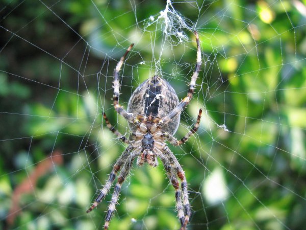 araneus diadematus крестовик