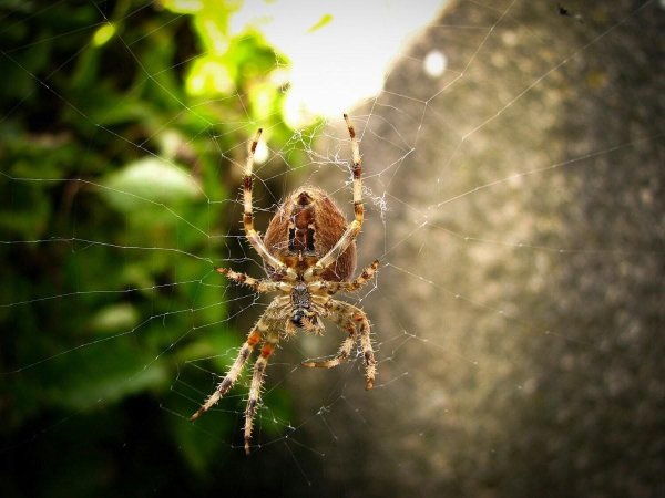 паука крестовика