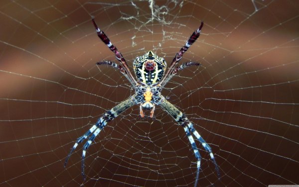 паукикругопряды  araneidae