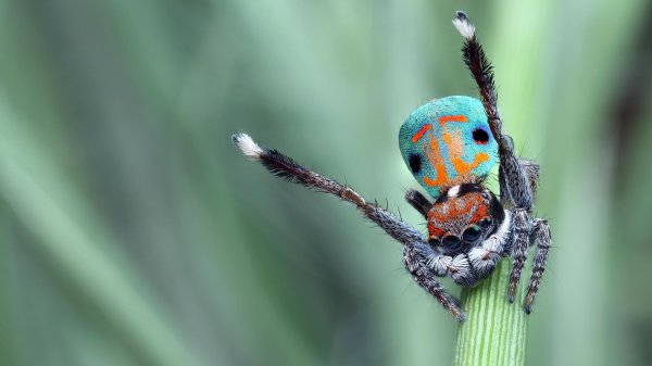 peacock spider