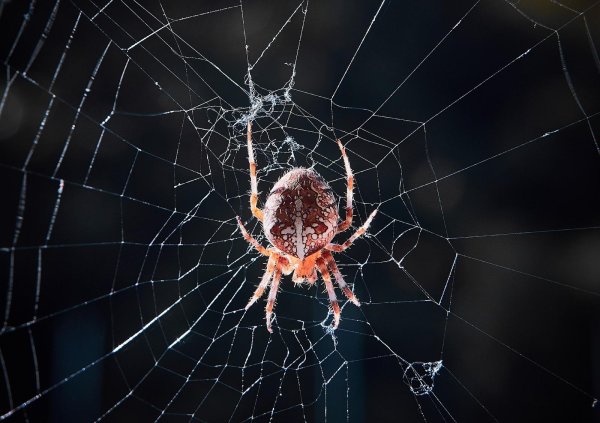 паутина паука крестовика