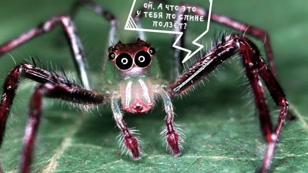 милые пауки